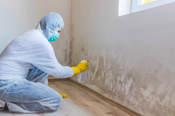 Licensed Mold Removal service in Ashland, VA - WQB Mold Removal