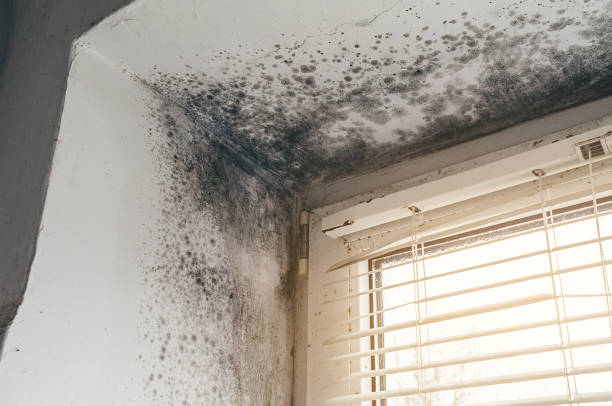 Affordable Mold Removal solutions in Ashland, VA