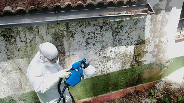 Top rated local Mold Removal specialists in Ashland, VA